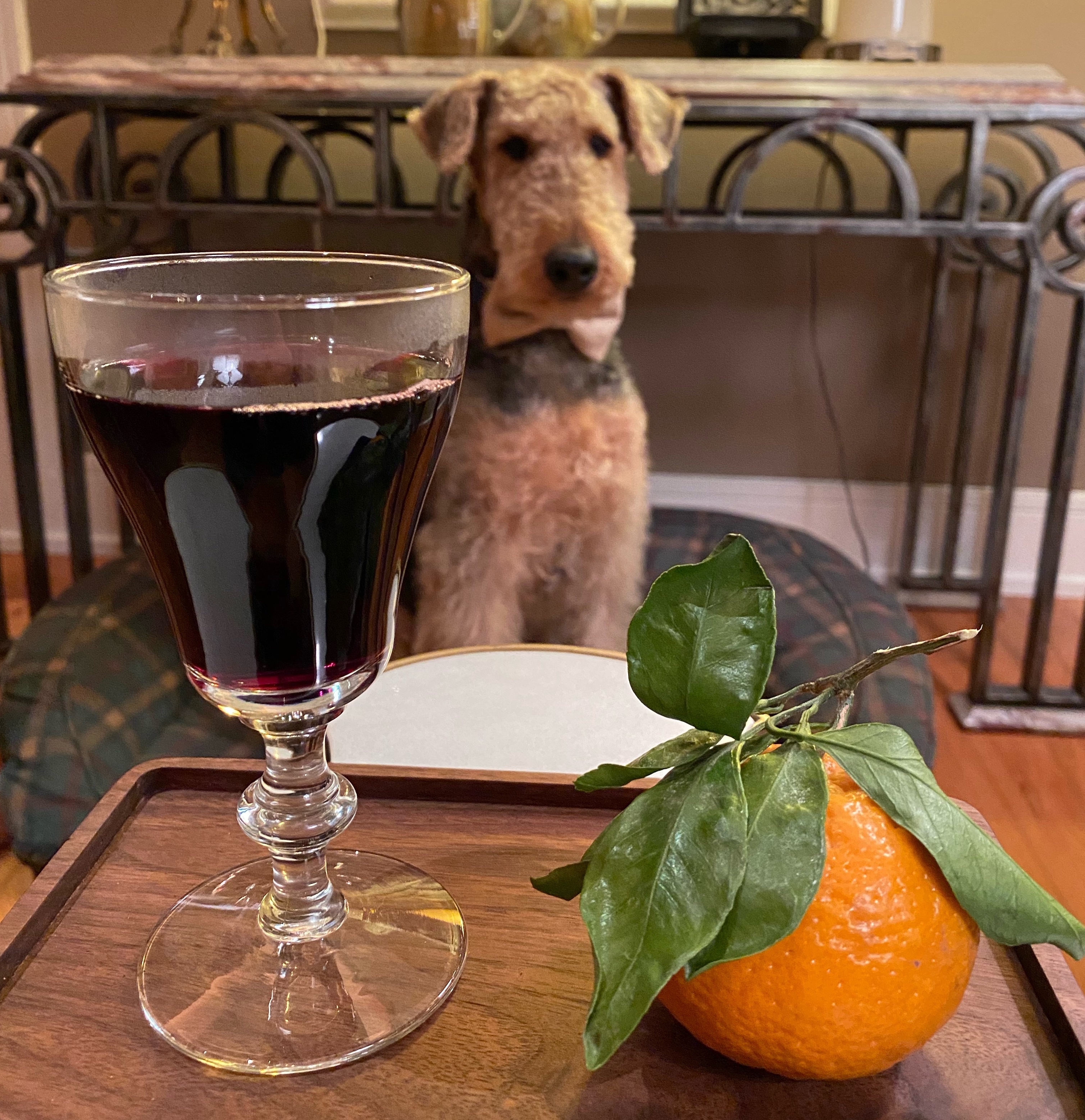 Airedale terrier sitting behind a table.  On the table is a glass of mulled wine and a clementine on a wooden tray.