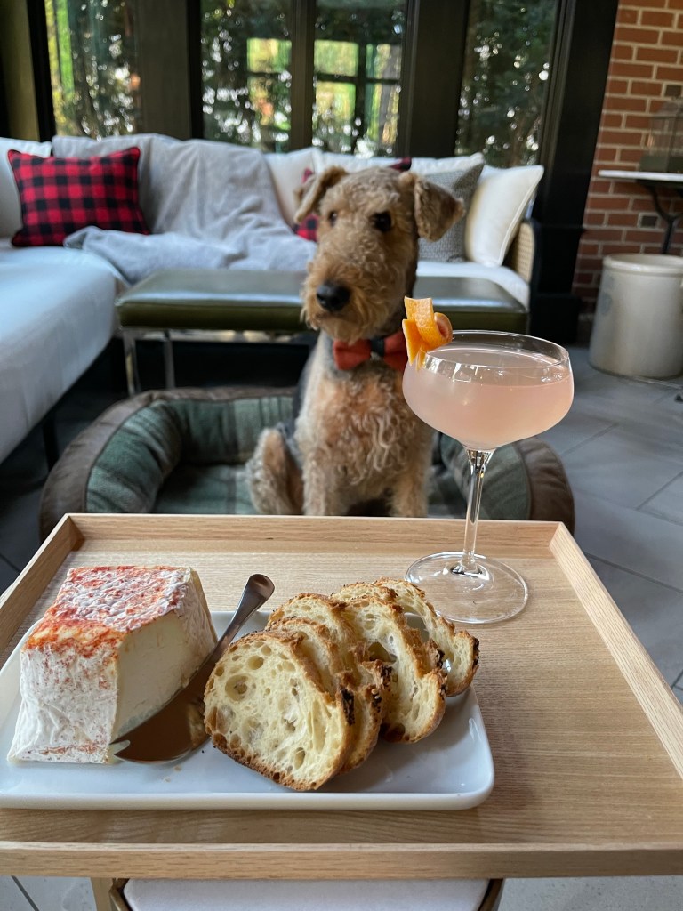 Baylee the dog wearing a bow tie sitting behind a tray of cheese, bread, and cocktail.